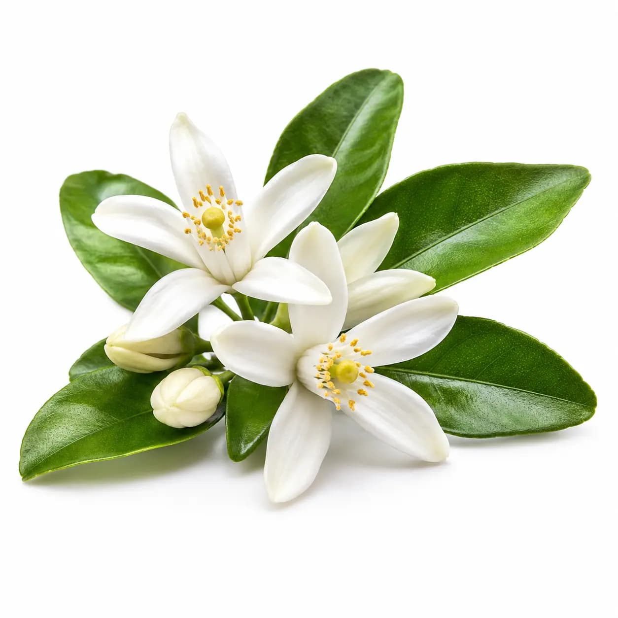 Fleur d'oranger