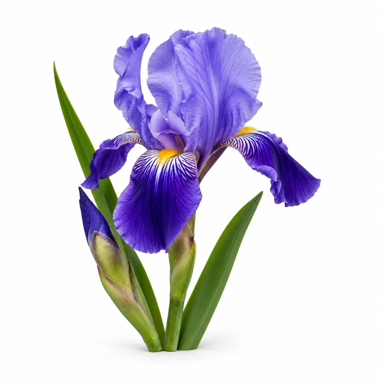 Iris