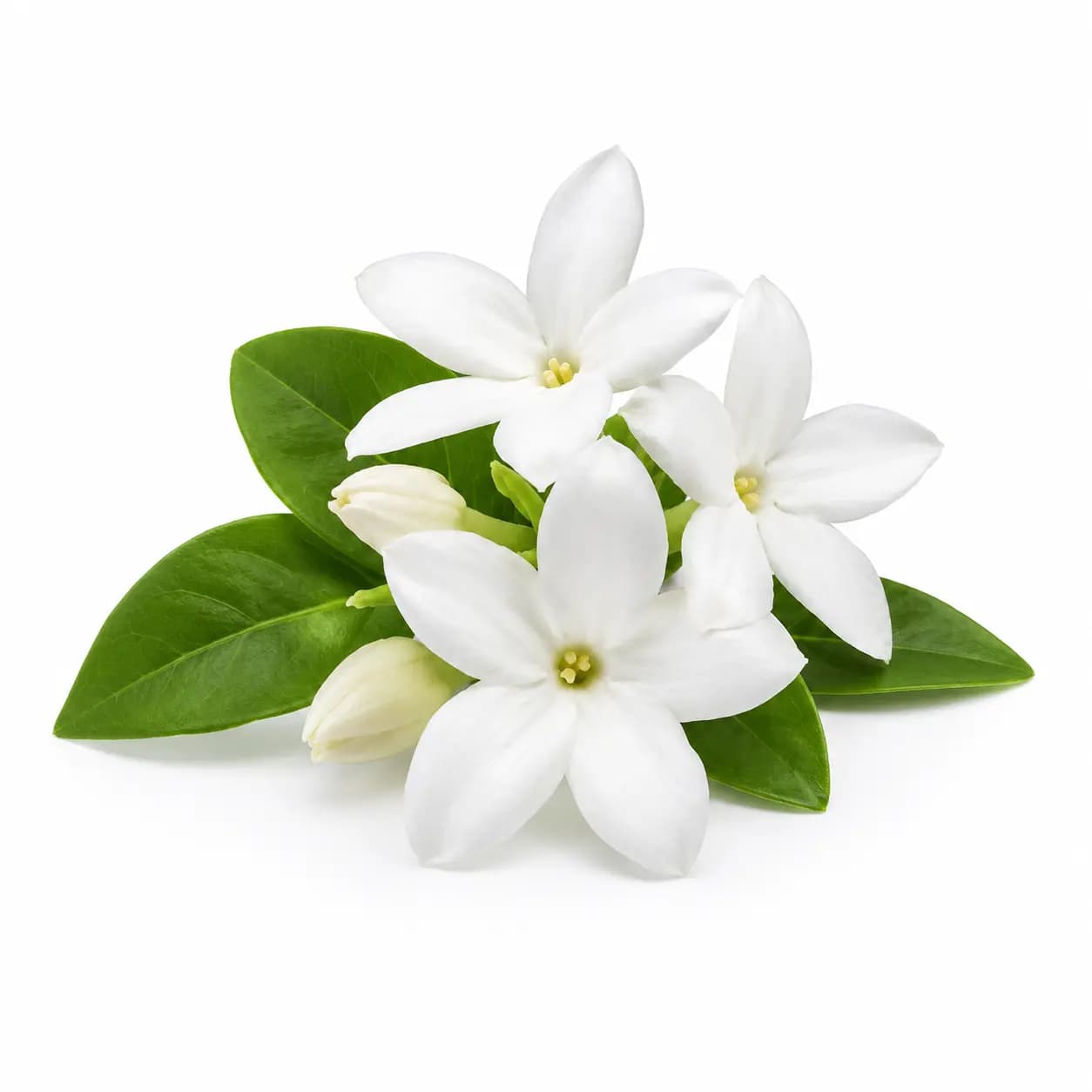 Jasmin