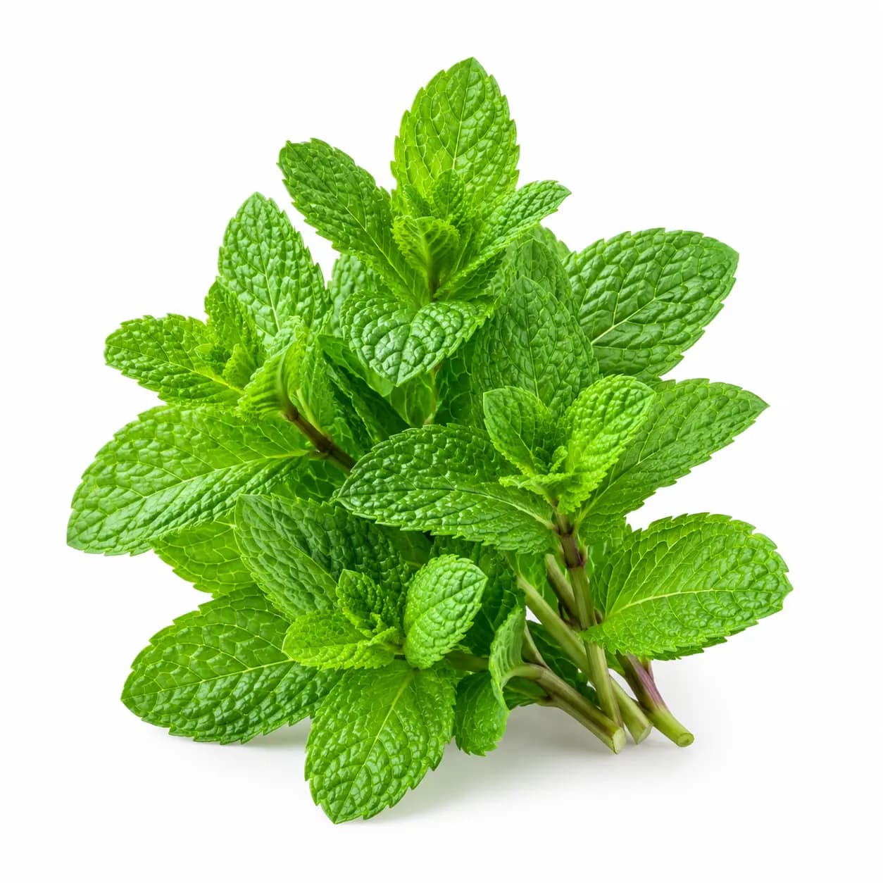 Menthe