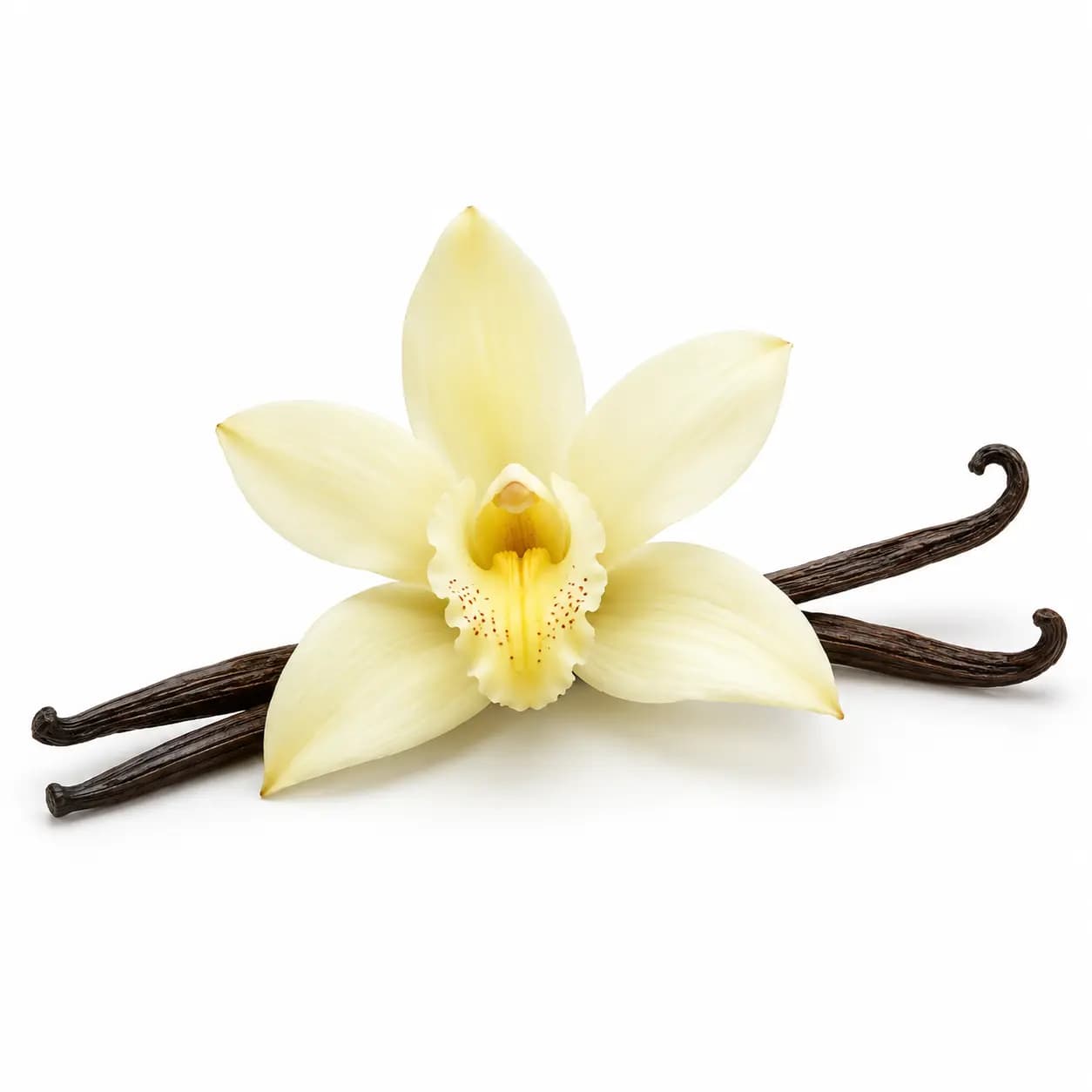 Orchidée vanille