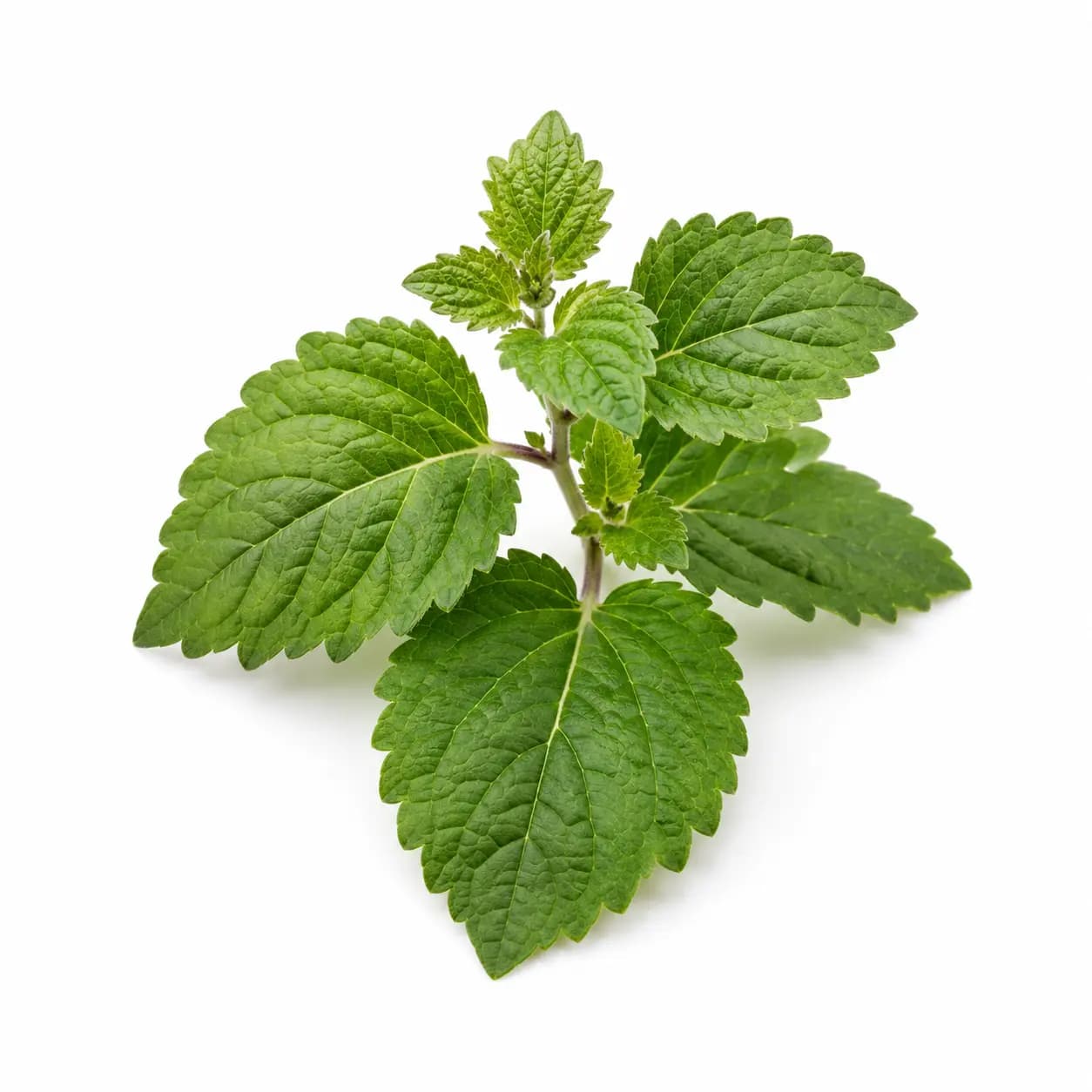 Patchouli