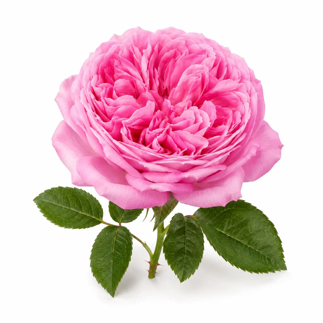 Rose bulgare